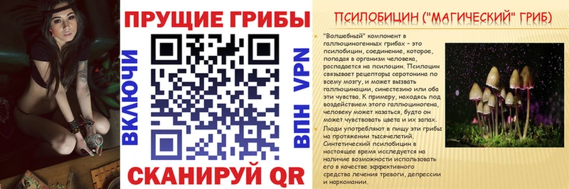 Псилоцибиновые грибы Cubensis Ак-Довурак